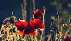 Preview wallpaper poppies, flowers, stems