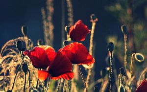 Preview wallpaper poppies, flowers, stems