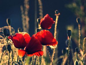 Preview wallpaper poppies, flowers, stems