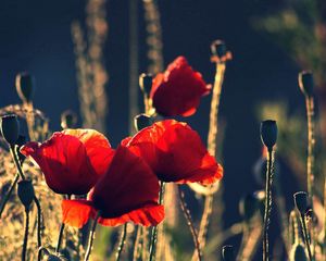 Preview wallpaper poppies, flowers, stems