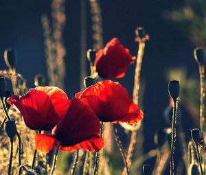 Preview wallpaper poppies, flowers, stems