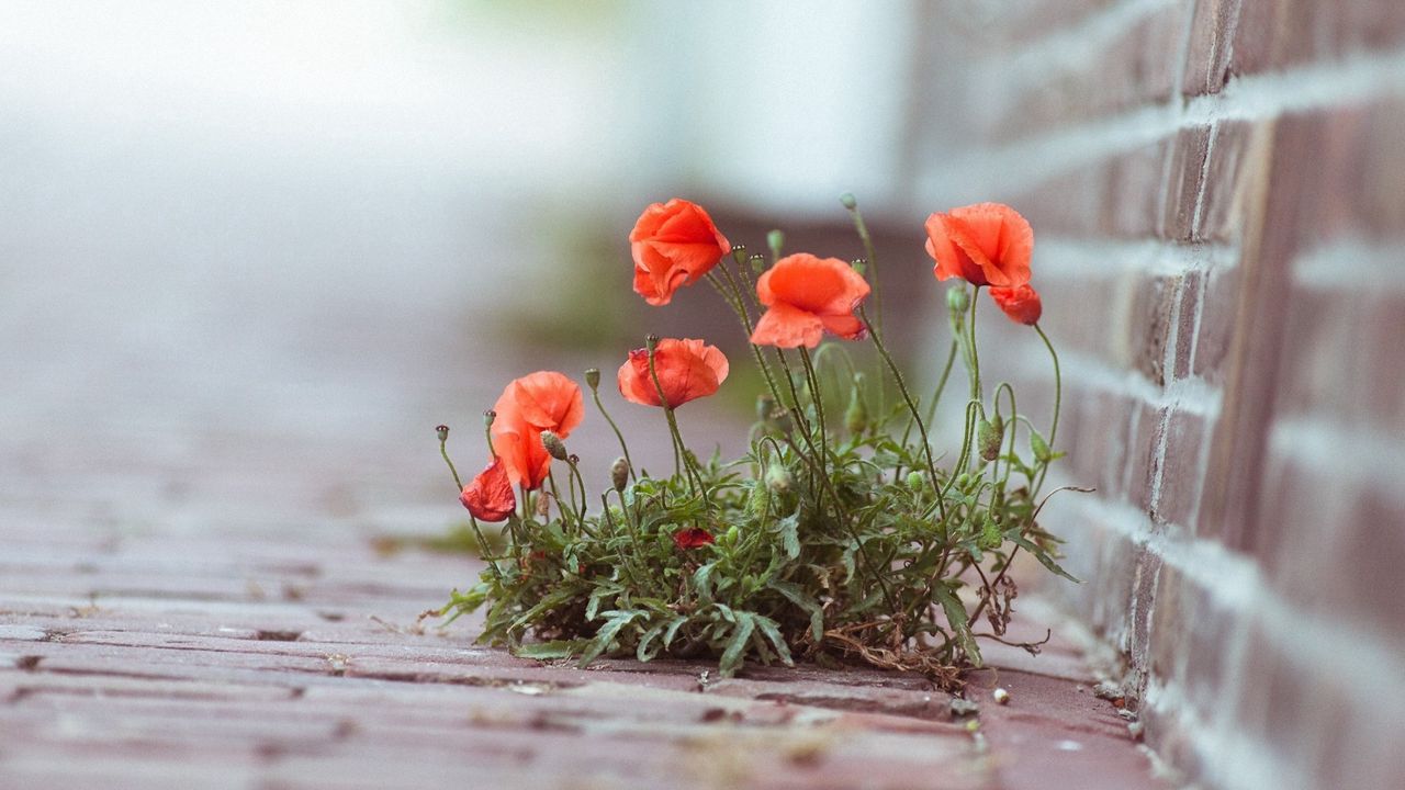 Wallpaper poppies, flowers, street, brick, green