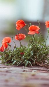 Preview wallpaper poppies, flowers, street, brick, green