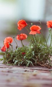 Preview wallpaper poppies, flowers, street, brick, green