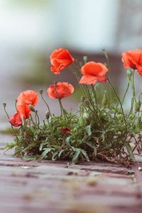 Preview wallpaper poppies, flowers, street, brick, green