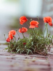 Preview wallpaper poppies, flowers, street, brick, green