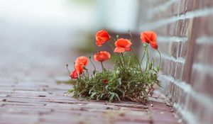 Preview wallpaper poppies, flowers, street, brick, green