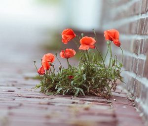 Preview wallpaper poppies, flowers, street, brick, green