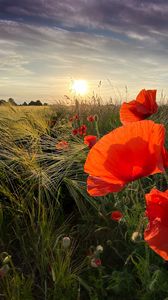 Preview wallpaper poppies, flowers, wildflowers, sun, sunset