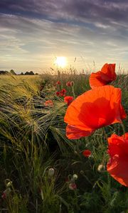 Preview wallpaper poppies, flowers, wildflowers, sun, sunset