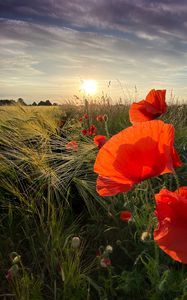 Preview wallpaper poppies, flowers, wildflowers, sun, sunset