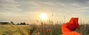 Preview wallpaper poppies, flowers, wildflowers, sun, sunset