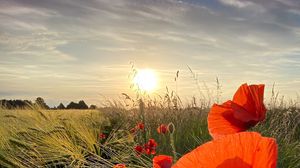Preview wallpaper poppies, flowers, wildflowers, sun, sunset