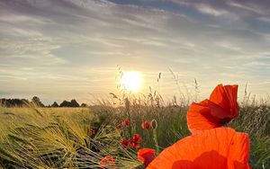 Preview wallpaper poppies, flowers, wildflowers, sun, sunset