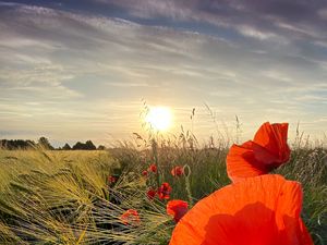 Preview wallpaper poppies, flowers, wildflowers, sun, sunset