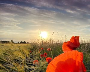 Preview wallpaper poppies, flowers, wildflowers, sun, sunset