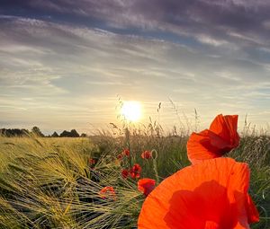 Preview wallpaper poppies, flowers, wildflowers, sun, sunset