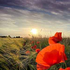 Preview wallpaper poppies, flowers, wildflowers, sun, sunset