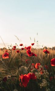 Preview wallpaper poppies, flowers, wildflowers, grass