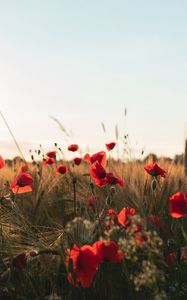 Preview wallpaper poppies, flowers, wildflowers, grass