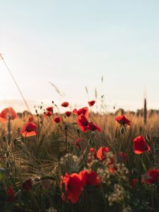 Preview wallpaper poppies, flowers, wildflowers, grass