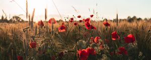 Preview wallpaper poppies, flowers, wildflowers, grass