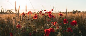 Preview wallpaper poppies, flowers, wildflowers, grass