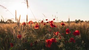 Preview wallpaper poppies, flowers, wildflowers, grass