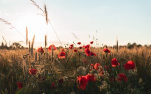 Preview wallpaper poppies, flowers, wildflowers, grass