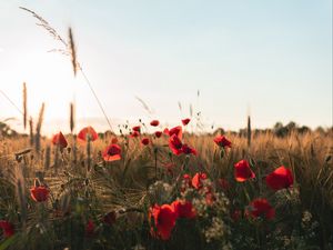 Preview wallpaper poppies, flowers, wildflowers, grass