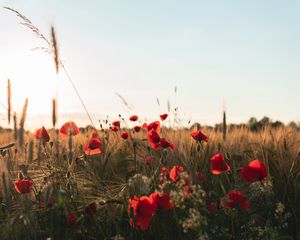 Preview wallpaper poppies, flowers, wildflowers, grass