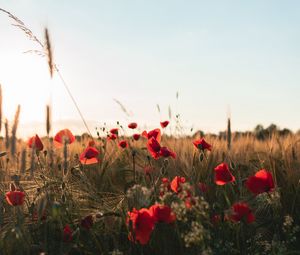 Preview wallpaper poppies, flowers, wildflowers, grass