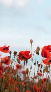 Preview wallpaper poppies, flowers, wildflowers, sky
