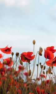 Preview wallpaper poppies, flowers, wildflowers, sky