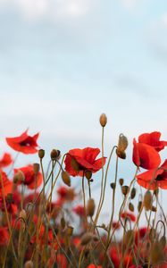 Preview wallpaper poppies, flowers, wildflowers, sky