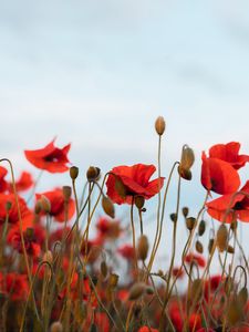 Preview wallpaper poppies, flowers, wildflowers, sky