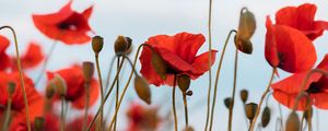 Preview wallpaper poppies, flowers, wildflowers, sky