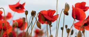 Preview wallpaper poppies, flowers, wildflowers, sky