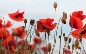 Preview wallpaper poppies, flowers, wildflowers, sky