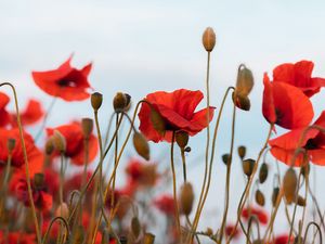 Preview wallpaper poppies, flowers, wildflowers, sky