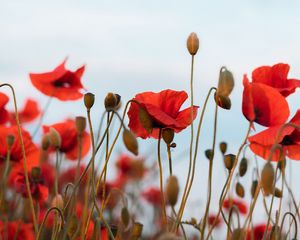 Preview wallpaper poppies, flowers, wildflowers, sky