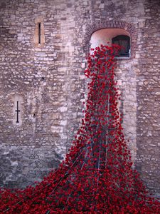 Preview wallpaper poppies, flowers, window