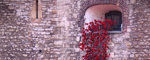 Preview wallpaper poppies, flowers, window