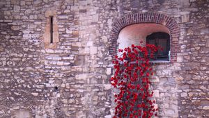 Preview wallpaper poppies, flowers, window