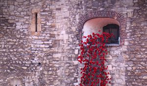 Preview wallpaper poppies, flowers, window