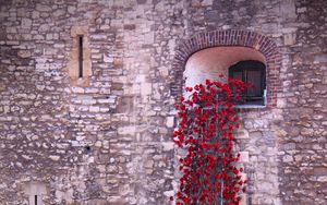 Preview wallpaper poppies, flowers, window