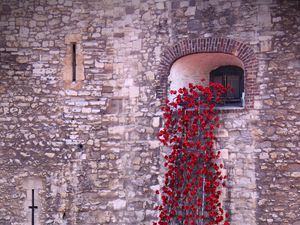 Preview wallpaper poppies, flowers, window