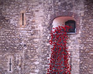 Preview wallpaper poppies, flowers, window