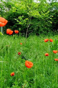 Preview wallpaper poppies, green, sunny, grass, summer, trees