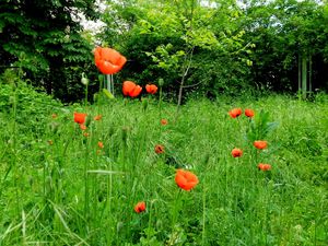 Preview wallpaper poppies, green, sunny, grass, summer, trees
